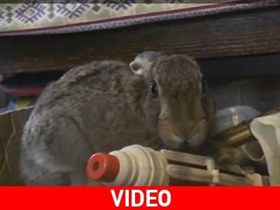 Ο λαγός που έχει… αγοραφοβία!